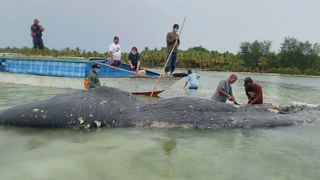 Dead Sperm Whale Washes Up With 150 Plastic Cups in Its Stomach<em></em>